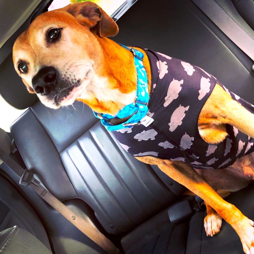 PB+Jammies Dog Hippo 🦛 Shirt
